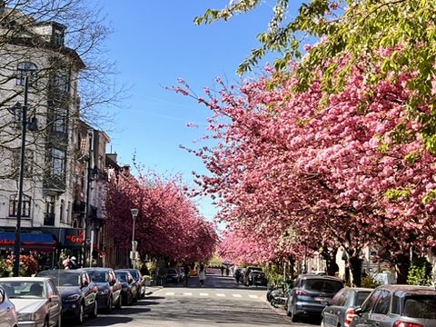 As cerejeiras em Bruxelas são um charme na primavera