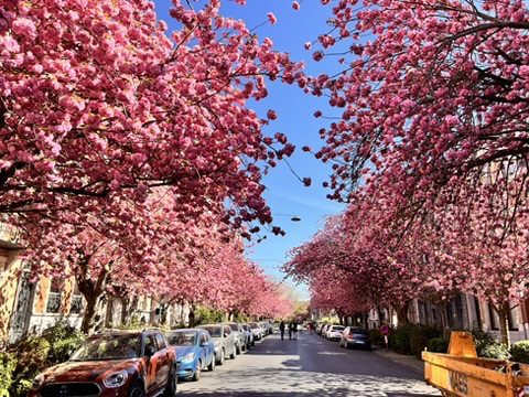 As cerejeiras em Bruxelas mostram uma beleza efêmera