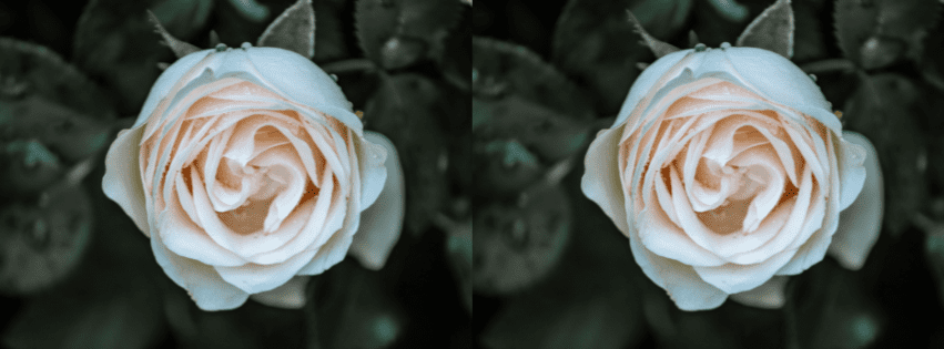 As flores fazem parte de um ritual de luto à distância
