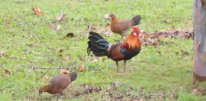 Seja nos parques ou nas ruas, você não passará por Singapura sem ouvir o cocoricar de um galo ou o piado de uma galinha