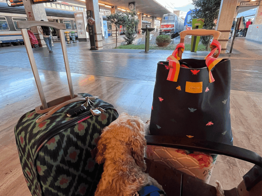 Viajando com malas e cachorro