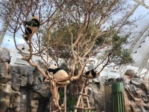 O Ocean Parque possui muitos atrativos para as crianças, incluindo a visita aos pandas.