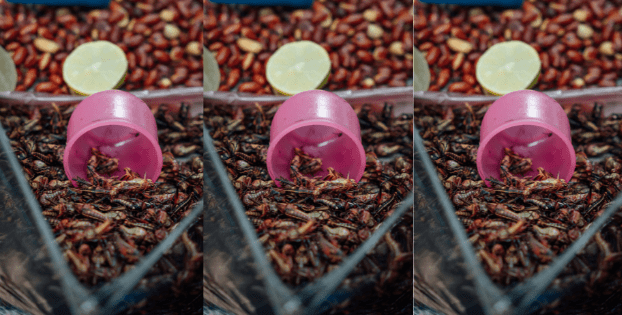 Os gafanhotos torrados são petiscos crocantes e ricos em proteínas que fazem parte da culinária mexicana.