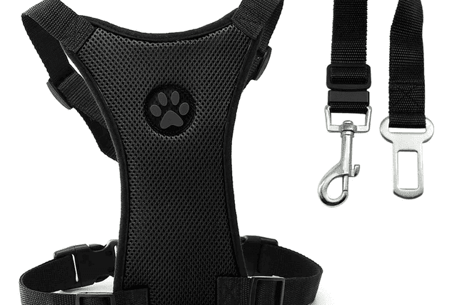No processo de mudança com pets, é importante ter todos o aparato de segurança.