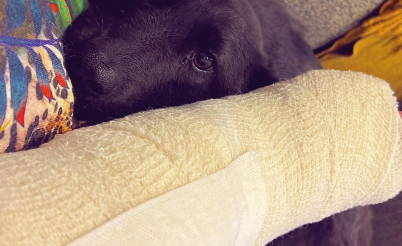 cachorro deitado em cima de perna machucada