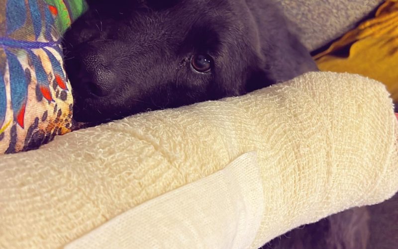 cachorro deitado em cima de perna machucada
