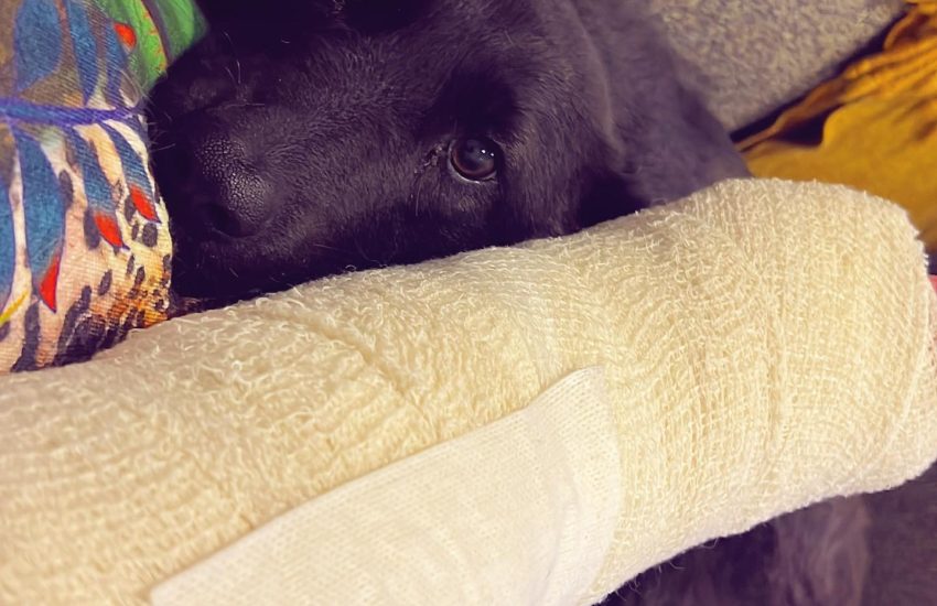 cachorro deitado em cima de perna machucada