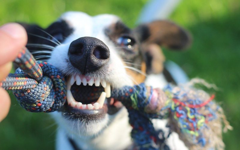 entretenimento para cães