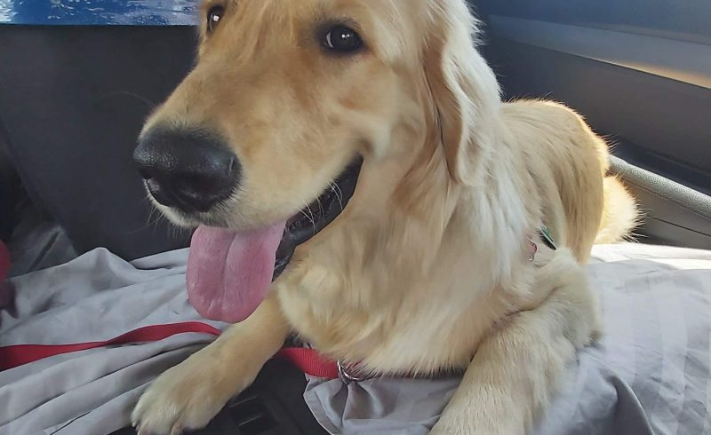 Voando com um cachorro