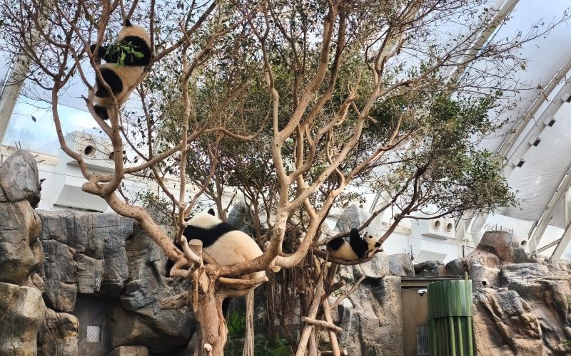 O Ocean Parque possui muitos atrativos para as crianças, incluindo a visita aos pandas.