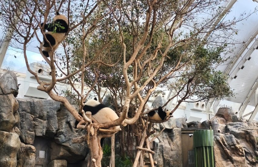 O Ocean Parque possui muitos atrativos para as crianças, incluindo a visita aos pandas.