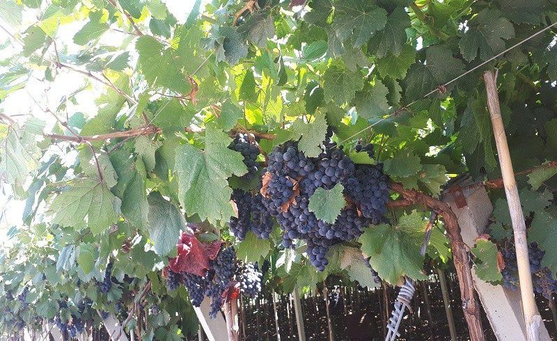 Vinhedos no Chile