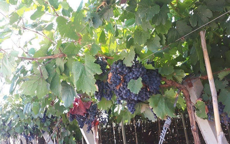 Vinhedos no Chile