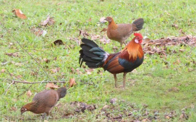 Seja nos parques ou nas ruas, você não passará por Singapura sem ouvir o cocoricar de um galo ou o piado de uma galinha