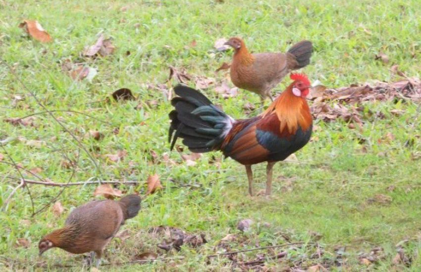 Seja nos parques ou nas ruas, você não passará por Singapura sem ouvir o cocoricar de um galo ou o piado de uma galinha