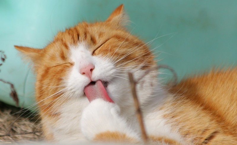 Cat Friendly