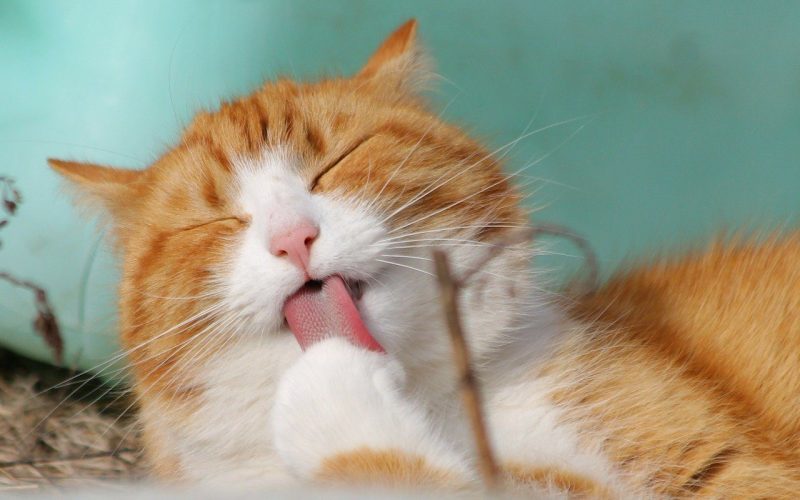Cat Friendly