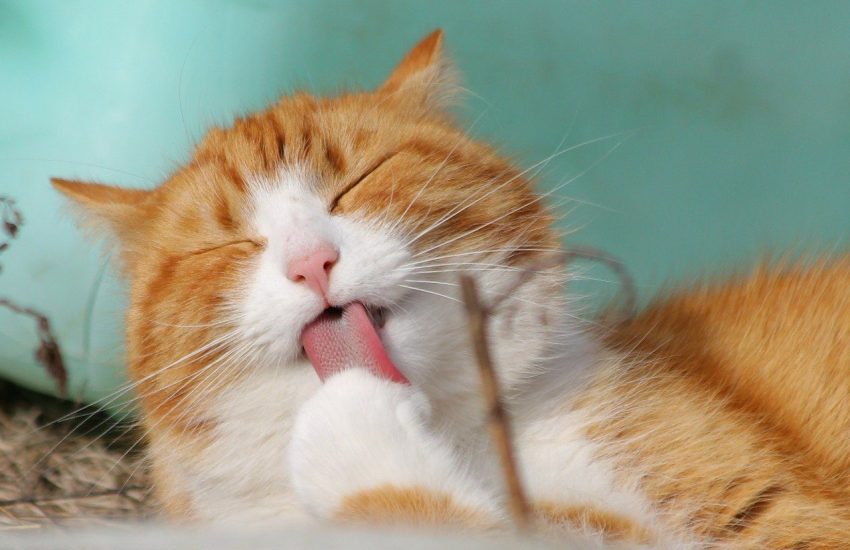 Cat Friendly
