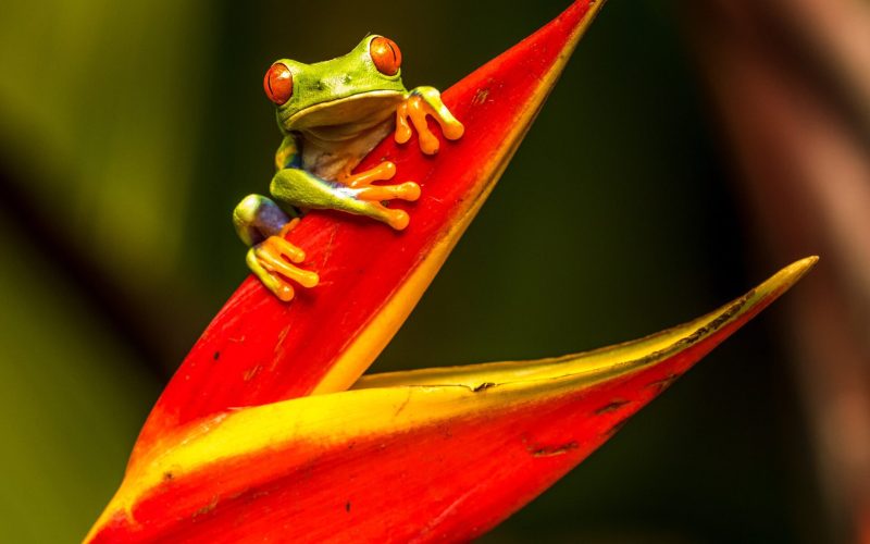 Costa Rica