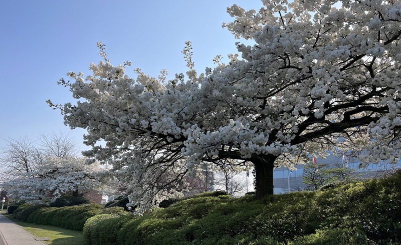 encanto da primavera