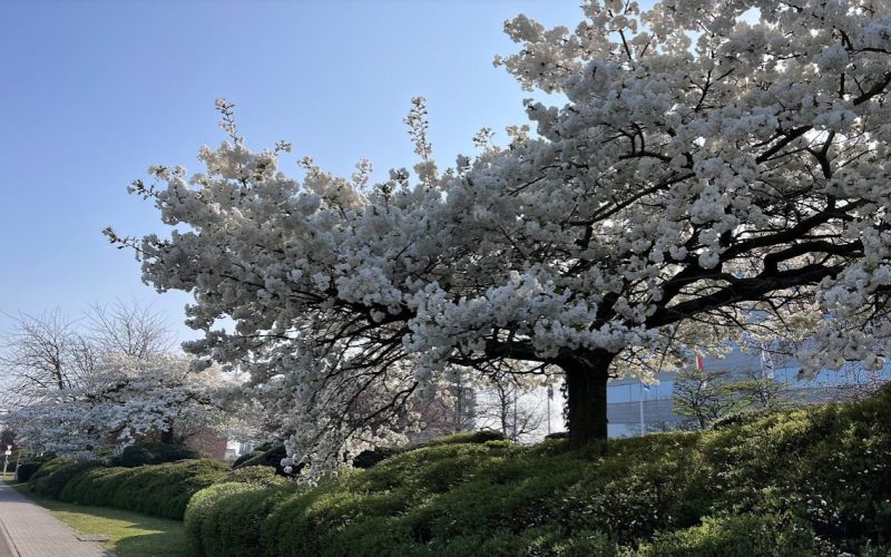 encanto da primavera