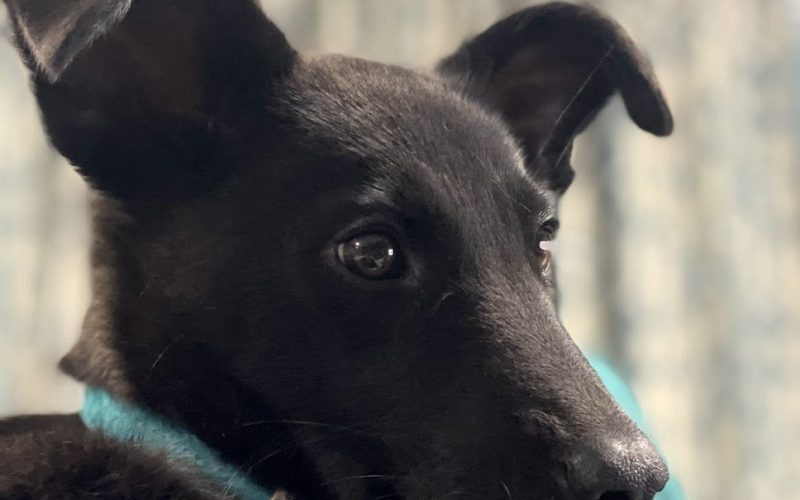 adotar um pet na Arábia Saudita