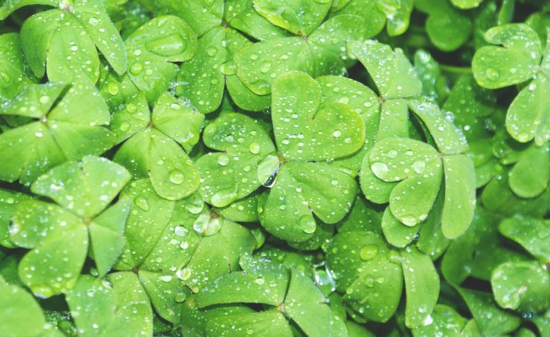 Padroeiro da Irlanda St. Patrick's Day