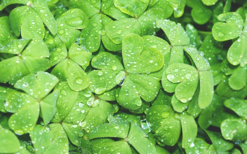 Padroeiro da Irlanda St. Patrick's Day